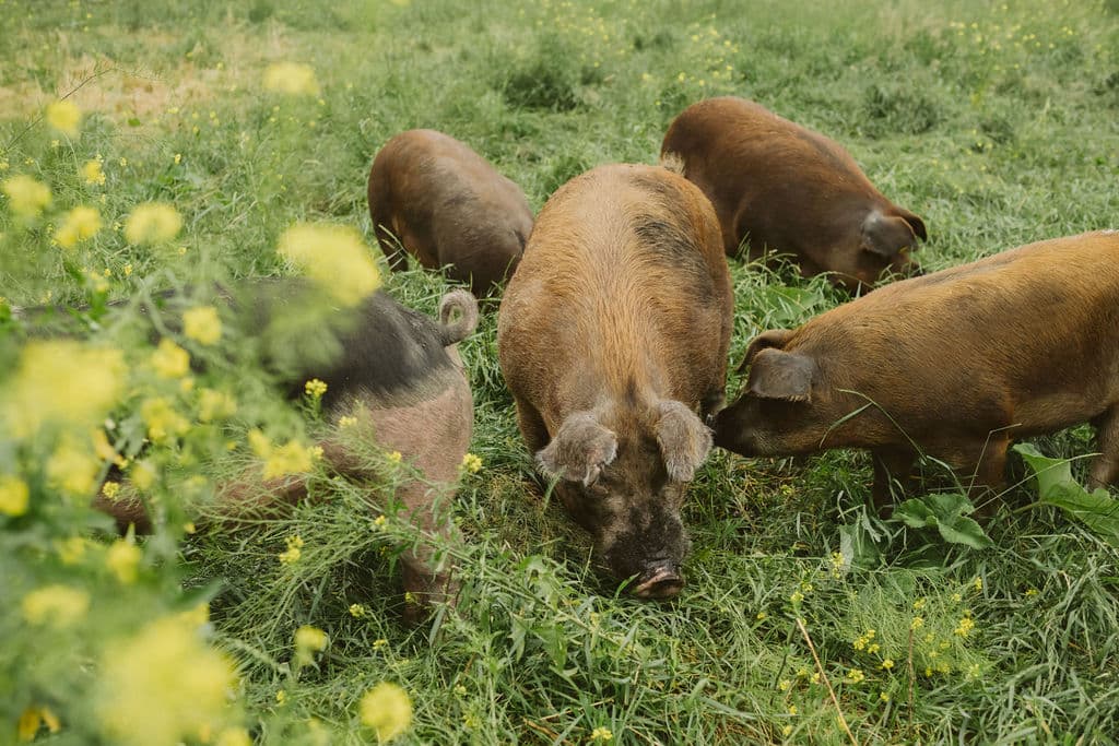 Minnesota leaders have a big role to play in the future of family farming in the Farm Bill