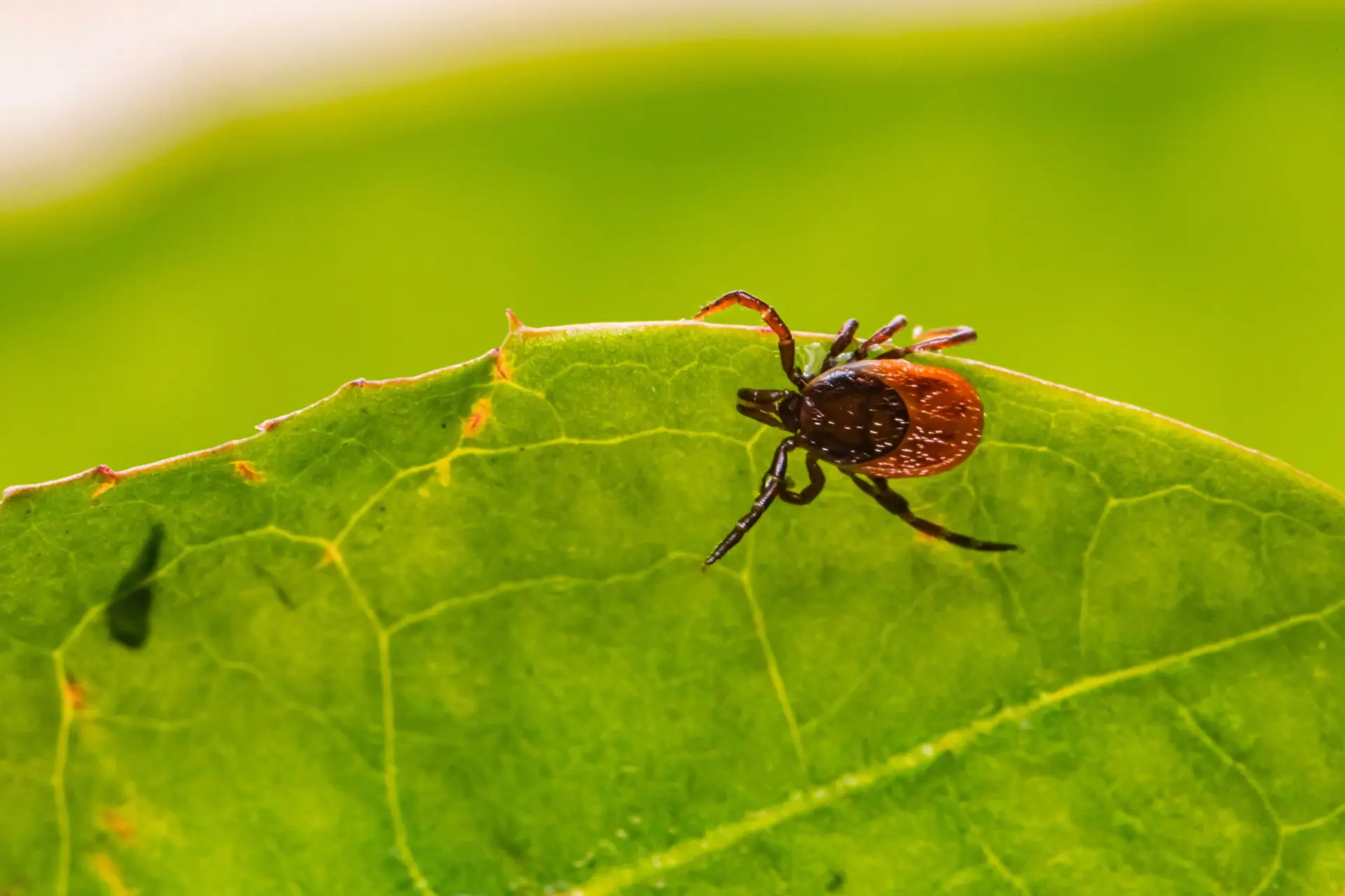 Nymphal tick season 2026 in Wisconsin: What Racine County residents need to know to stay safe this summer