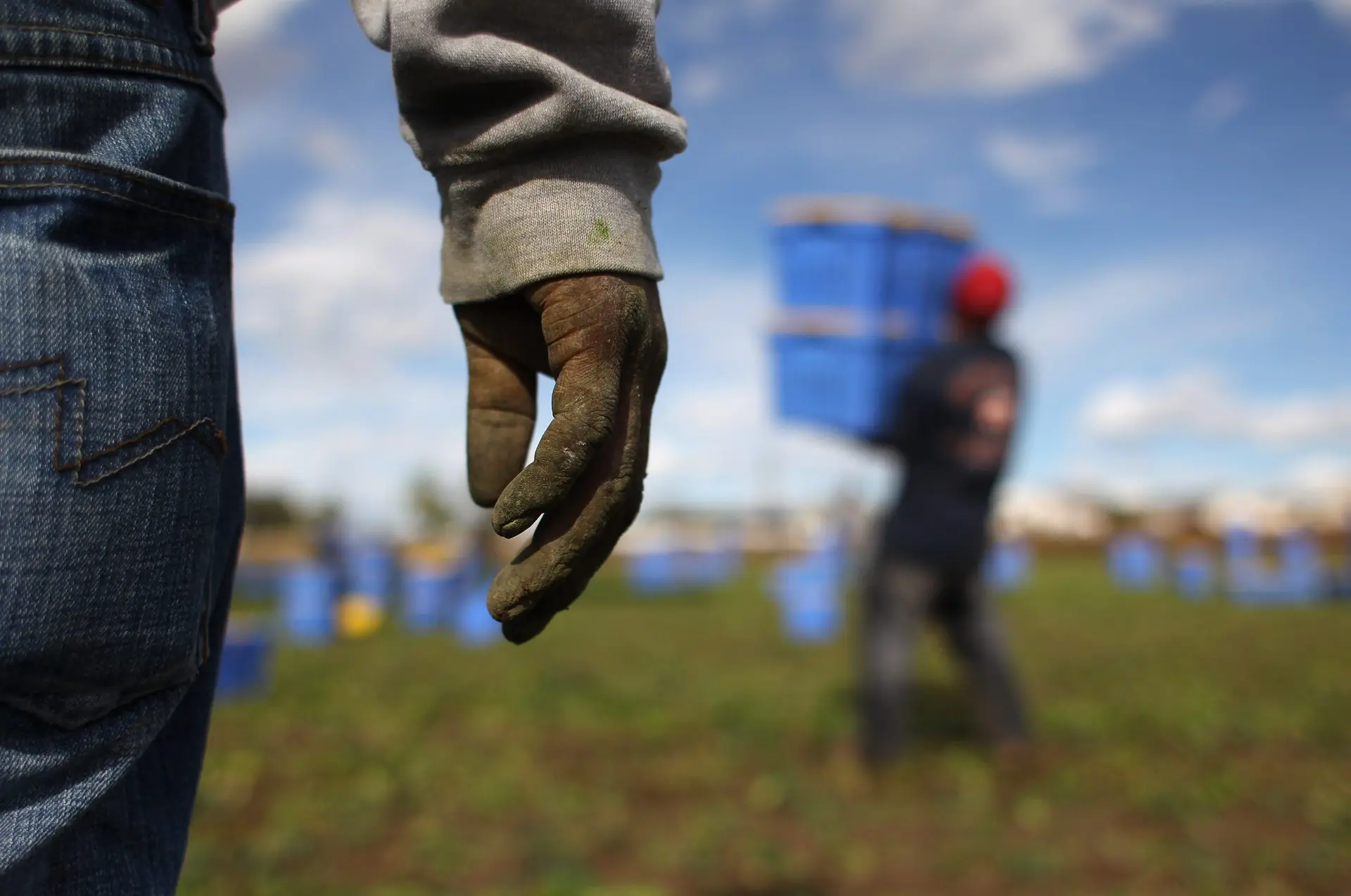 They harvest the nation’s food, but a new rule may strip them of health insurance