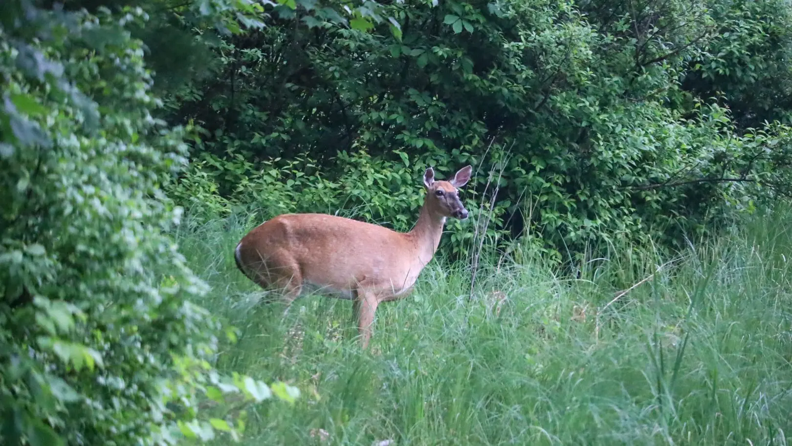 Natural Resources Board approves 2026 deer harvest quotas