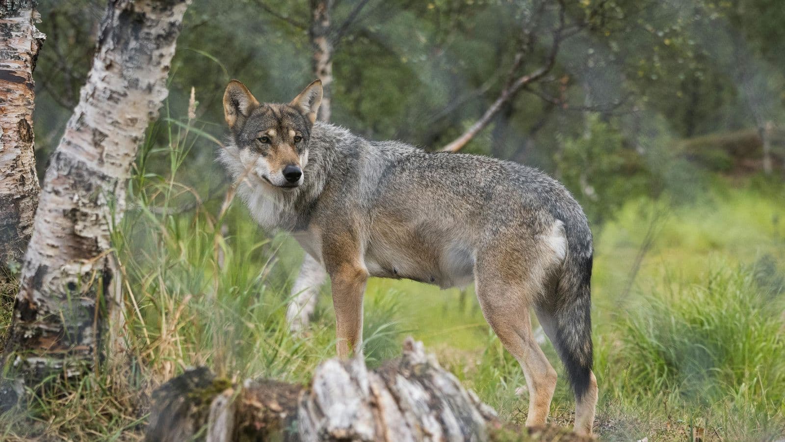 DNR Warning Eau Claire County Residents After Wolf Incident