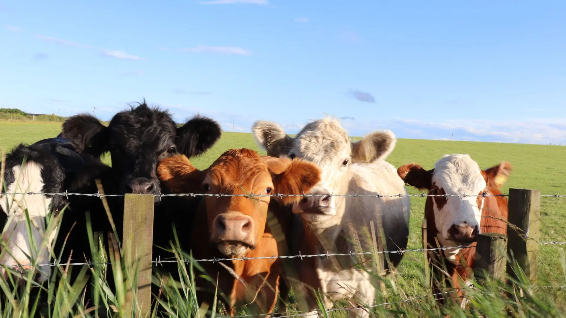 A cattle port of entry to reopen August 24