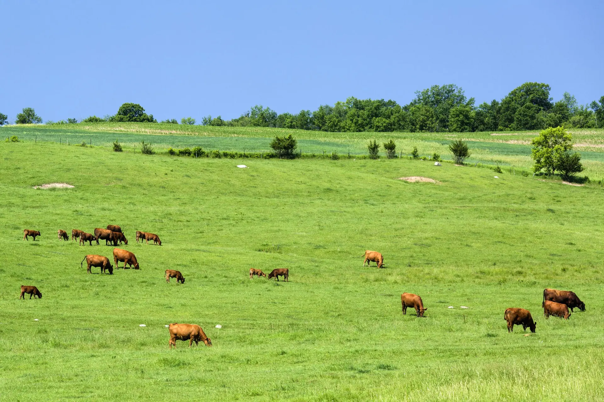 Commentary: As Farm Bill stalls, new legislation emerges tackling unfair markets in agriculture