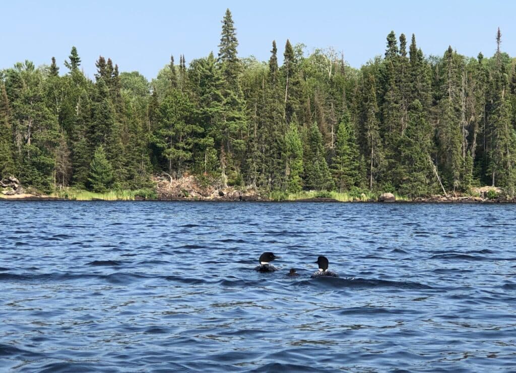 Gov. Tim Walz signs executive order banning nonferrous mining near Boundary Waters