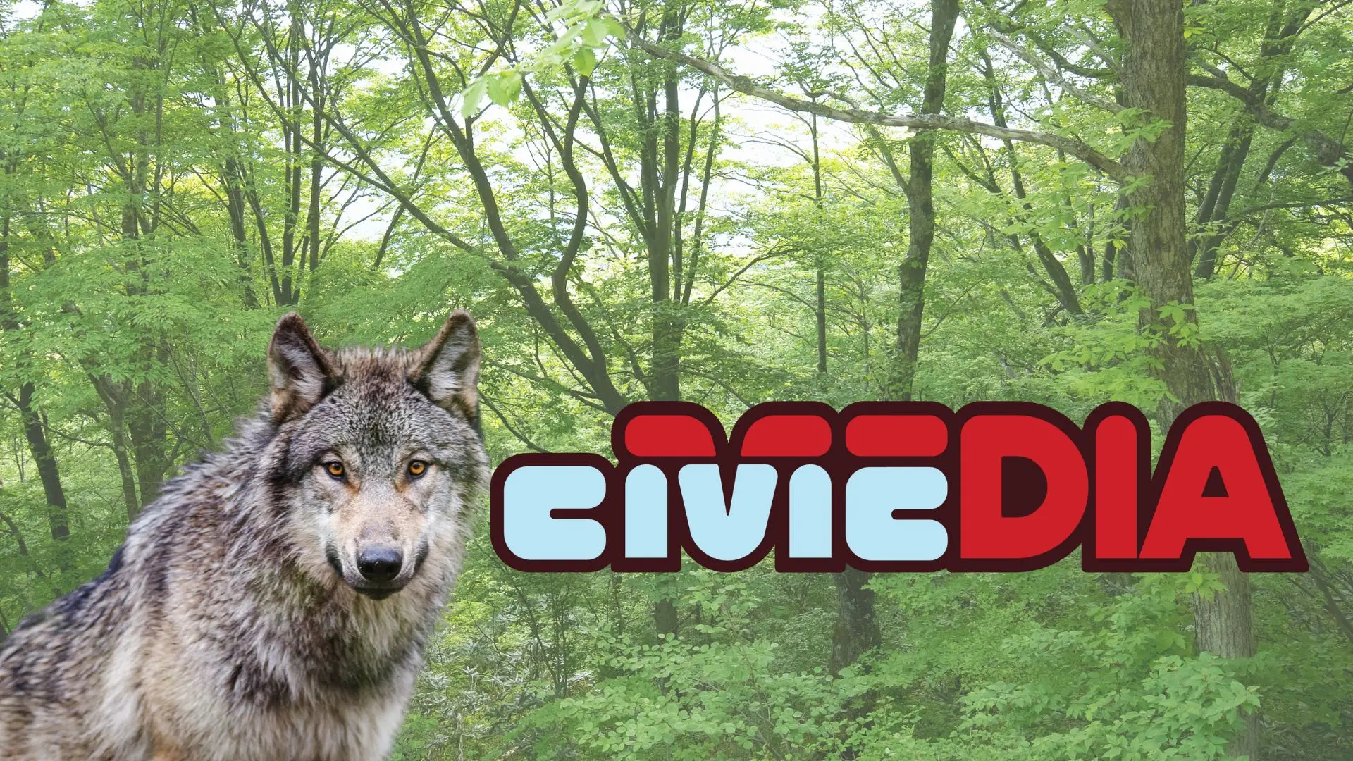 Debate continues over the management of gray wolves in Wisconsin