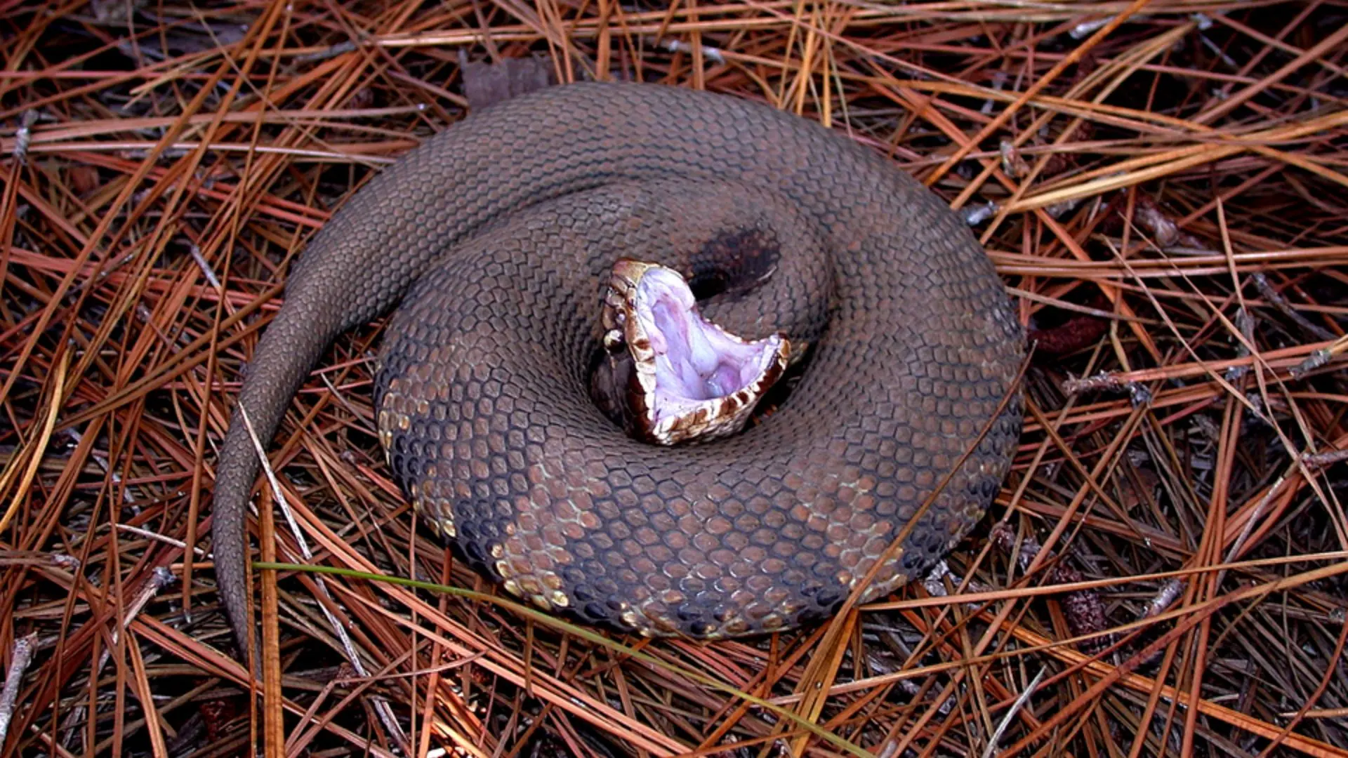 Weird files: Arkansas HS athlete practiced with cottonmouth snake nestled inside his helmet