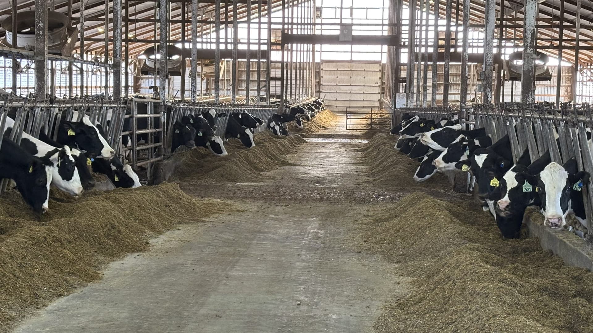 Pierce County CAFO Expansion Delayed After Permit Decision